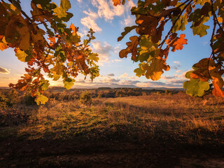 autumn trees in the field