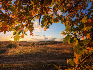 autumn tree view
