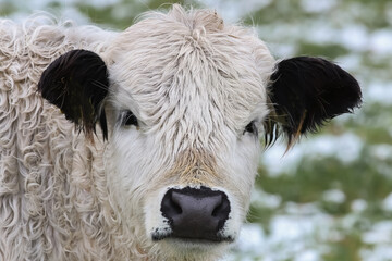 Portr&auml;t eines wei&szlig;en Galloway-Rindes,  Bos taurus, Kuh 