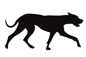 Vector silhouette of Great Dane on white background. Symbol of pet and breed.