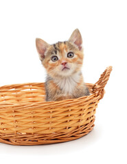 Little red kitten in the basket.