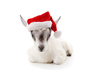 Little goat in a Christmas hat.