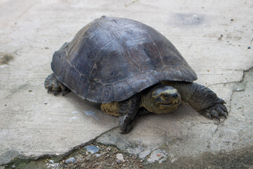 The Giant Asian pond turtle inhabits rivers, streams, marshes, and rice paddies from estuarine lowlands to moderate altitudes through South East Asia.