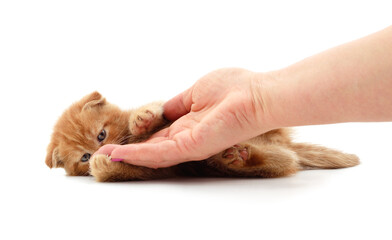 Little red kitten with hand played.