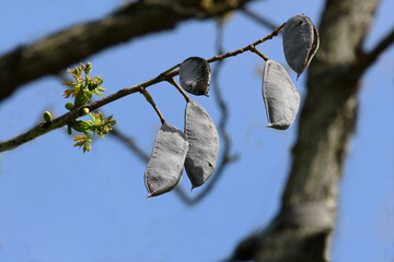 Samenschoten des Geweihbaumes, Gymnocladus Dioicus, Kentucky coffeetree