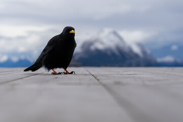 Raven Jackdaw with yellow pecker with snowy mountain background in strong blur