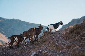 Goats in the mountains