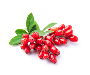 Barberry with leaves