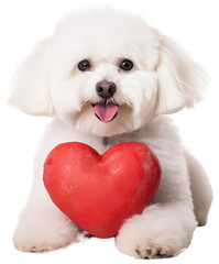 A white bichon frise dog lying behind a red heart as symbol for love, Valentines Day concept, isolated on transparent background