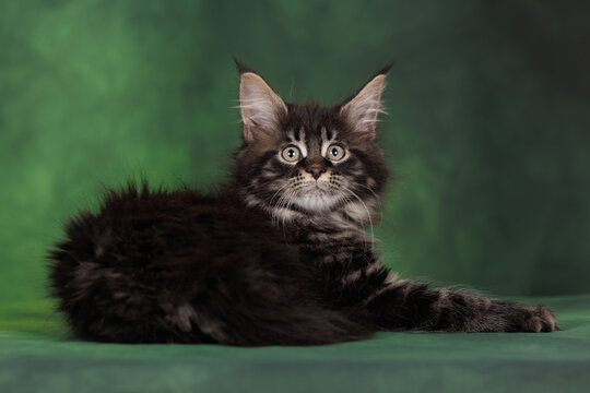 cute tabby maine coon kitten lying on green studio background