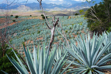 Landscape Oaxaca Mexico Agave plantation for mezcal alcoholic drink production Mexican popular...
