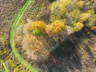 AERIAL forest in amazing autumn shades with road hiding under treetops. Forest treetops with vivid colorful leaves in autumn season. Stunning colour palette of changing leaves in fall season.
