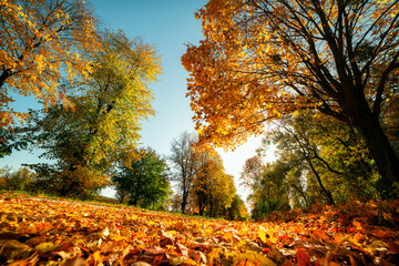  Autumn park with yellow trees and sunny day. Interesting low camera angle.