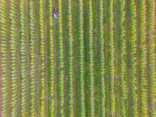 Crop sprayer traktor spraying pesticide or herbicides field. Wind turbines on background. Modern agriculture. Leasing of tractors and agricultural machinery