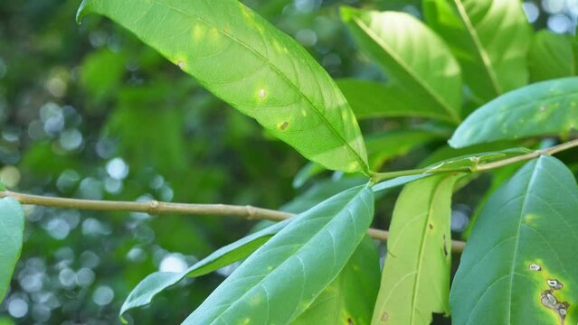 Wrightia tinctoria tree leaves and branch