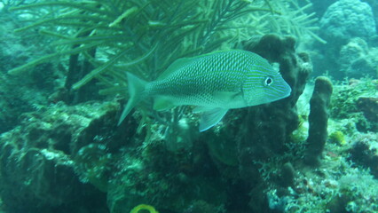 Plongée sous Marine à Malendure, Bouillante, Guadeloupe