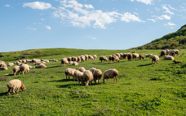 Fototapeta premium Flock of sheep graze on green hill and blue sky background