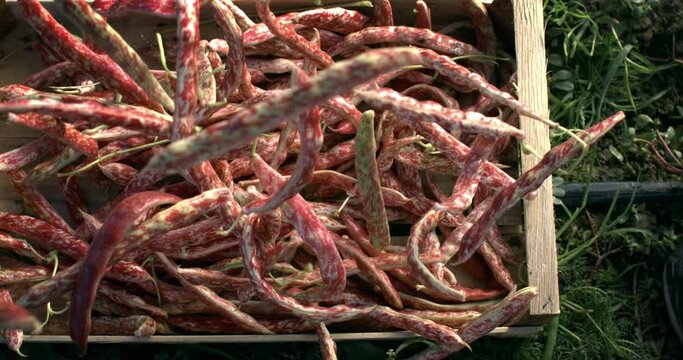 Super slow motion close up of fresh ripe organic climbing french rob roy beans are falling with in wooden crates harvested on hydroponic greenhouse farm plantation.