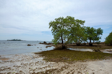 Fototapeta na wymiar Árvore e vegetação na praia de uma ilha tropical no nordeste brasileiro