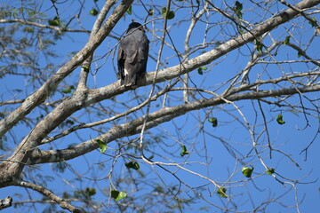 Costa Rica wilde Tiere und Pflanzen Regenwald Exoten Mittelamerika