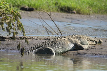 Costa Rica Mittelamerika Jungle wilde Tiere Kakao Papagei