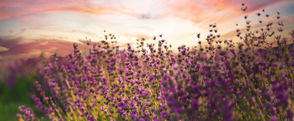 blooming lavender flowers on the field. Selective focus.