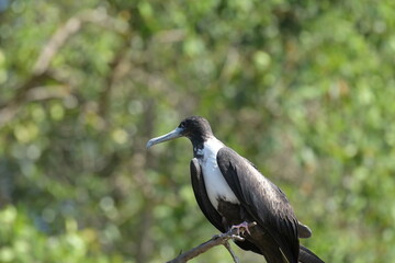 Costa Rica Mittelamerika Jungle wilde Tiere Kakao Papagei