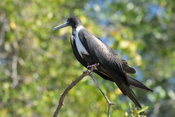 Fototapeta premium Costa Rica Mittelamerika Jungle wilde Tiere Kakao Papagei