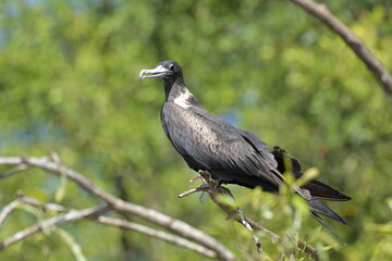 Obraz premium Costa Rica Mittelamerika Jungle wilde Tiere Kakao Papagei