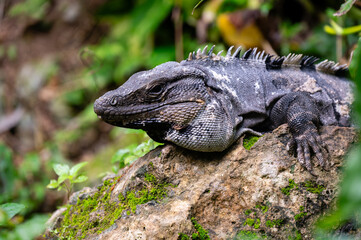 Black Iguana (Ctenosaura similis), Valladolid Mexico