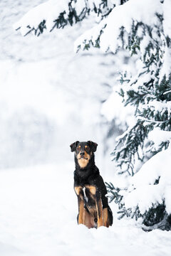 beauiful mixed breed dog posing in winter forest in the snow