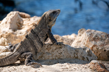 Black Iguana (Ctenosaura similis), Holbox Mexico