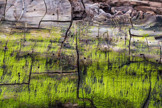 Tree trunk washed onto Grado beach after a violent storm. Presence of veins on the surface. Wood Texture. Green moss has grown on the surface.