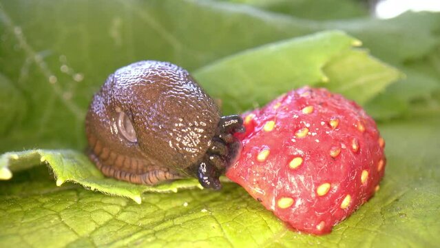  Spanish slug, arion vulgaris, eats raspberries. A Spanish slug eating a berry.