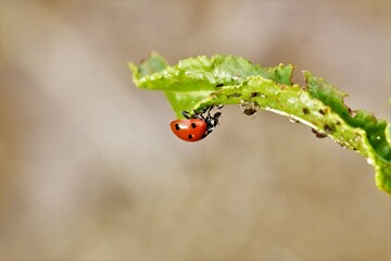 mariquita comiendo pulgones