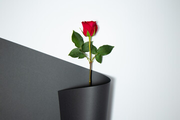 Red rose wrapped in black paper against white background. Minimal love concept. Valentine's day...