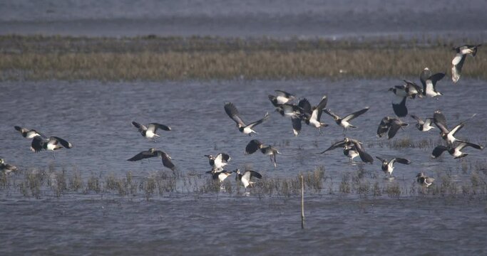 Lapwing bird flock flying from wetland river landscape slow motion