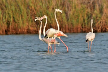 Flamencos en verano