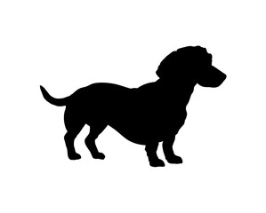 dachshund silhouette vector illustration