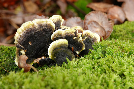Closeup on a smoky polypore or bracket mushroom growing in between green moss on dead wood