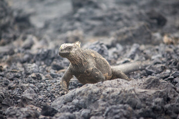 A marine iguana on rocks at tintoreras islet