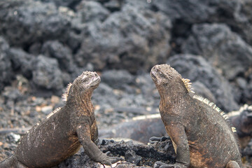 `Two marine iguanas on volcanic rocks at Tintoreras islet