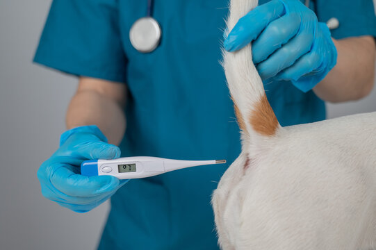 A veterinarian measures a dog's temperature rectally with an electronic thermometer.