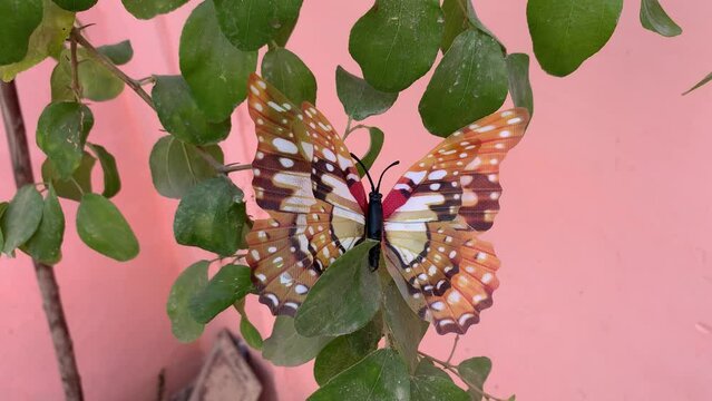 Artificial red-orange butterflies. Colorful artificial butterflies against a pink background of foliage. Artificial butterflies placed on the branches of a tree as a decoration in the daytime. 4K Clip
