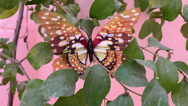 Artificial red-orange butterflies. Colorful artificial butterflies against a pink background of foliage. Artificial butterflies placed on the branches of a tree as a decoration in the daytime. 4K Clip