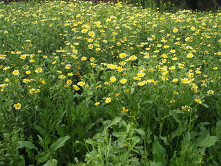 wide angle shot of a variety of yellow flowers