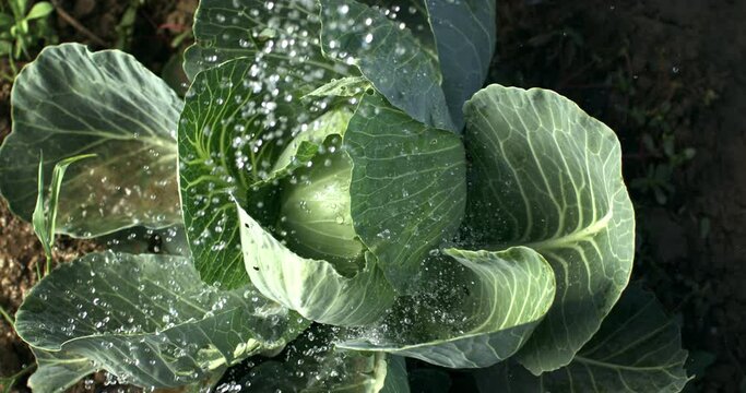 Super slow motion macro of splashing water drops are falling on fresh organic green savoy cabbage  while being watered in hydroponic greenhouse farm plantation.