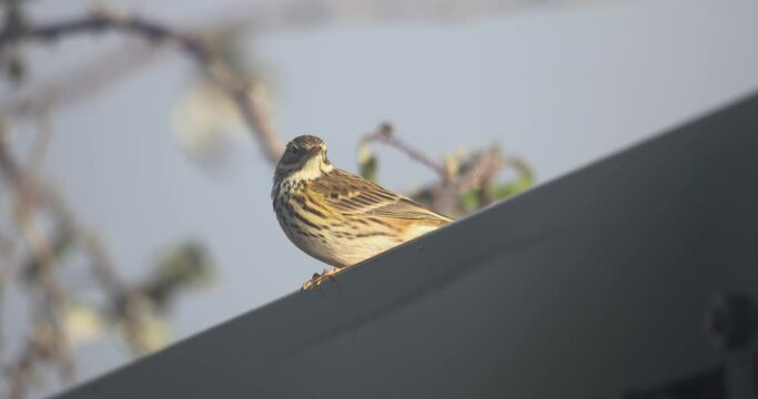 Meadow Pipit bird perched on wall flying away pretty feathers plumage slow motion