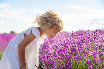 Fototapeta na wymiar Child in a lavender field. Selective focus.