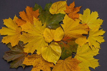 Naklejka na ściany i meble Herbstlicher Blätter Hintergrund